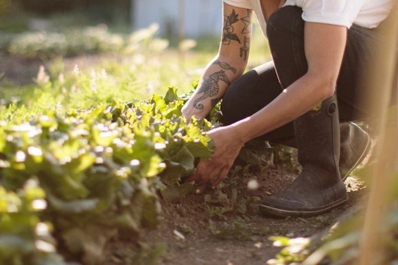 Eine Person kniet in einem sonnigen Gemüsegarten und pflegt die Pflanzen.